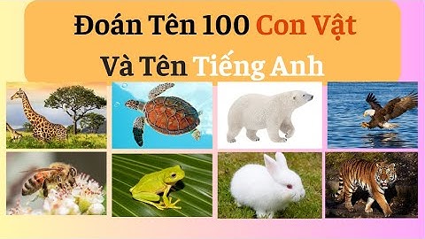 Thử Thách Đoán Tên 100 Loài Động Vật –Tiếng Việt & Tiếng Anh | Đố Vui Cùng Con Vật#tomoquiz #câu_đố