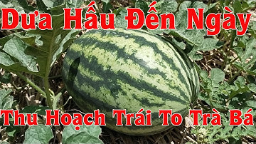 Trồng Dưa Hấu Đến Ngày Thu Hoạch Trái  To hôm nay ra sao | Chợ Miền Tây