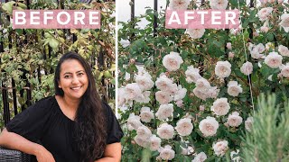 5 Step Process That Helped My David Austin Roses Bloom Again In The Season