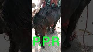 Treatment of P.P.Rfarm goatyoutubeshorts doctor