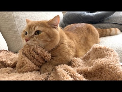 【ASMR】パン職人さんは朝から大忙し！鼻息荒めの猫のふみふみ音-A cat kneading a blanket like making bread from the morning.-