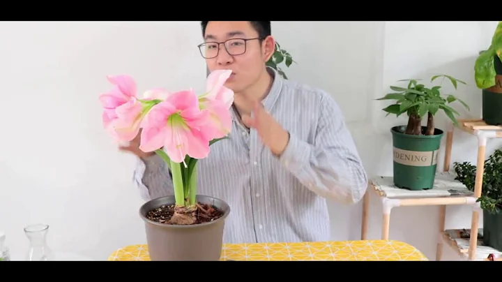 朱顶红花朵开败之后，这几点养护你要知道，这样做年年都能开花 - 天天要闻