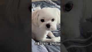 선풍기 쐬는 강아지 #여름 #강아지 #말티즈