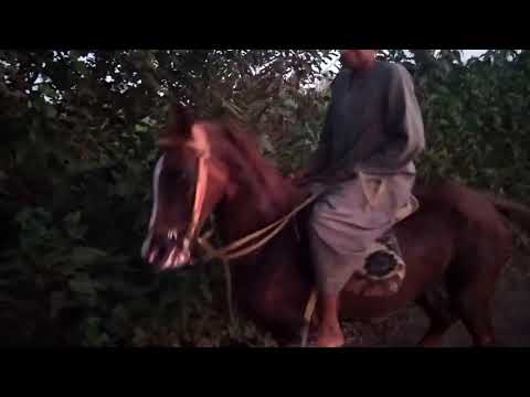 رقص خيل في الصعيد علي المزمار البلدي