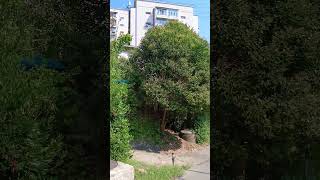 Природа🌿🍃 🌴☀🌴Сочи-Кудепста. Хорошего дня вам💥😊
