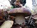 Попали в сказочный лес Белых грибов. 20 Октября 2018