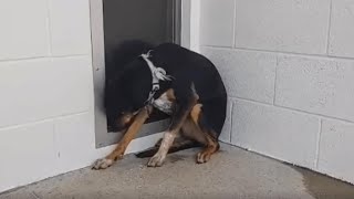 She Got Her Tail Tucked Tight And Trying To Crawl Deep Into That Corner And Scared Hide Under Bed