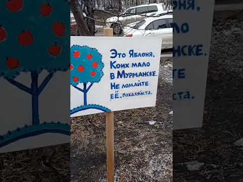 яблоня в Мурманске