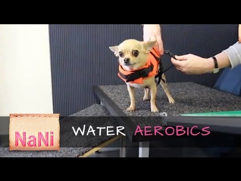 Cute chihuahua excercising on a water treadmill | NaNi Dogwear