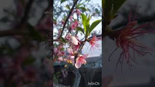 #весна #shorts #персик #христианскиепесни   #шортс #сад #садовод #цветы #короткиевидео  #shortvideo