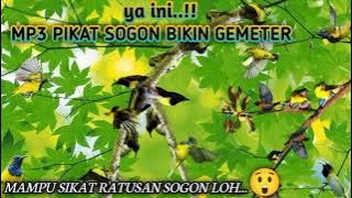 mau dapat banyak sogon pakai! suara pikat burung sogon yg ini hasilnya wow