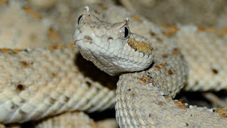 Sidewinder Rattlesnake Facts