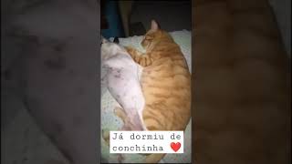 Love between dog and cat | Amor entre cão e gato ❤ shorts