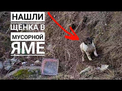 Нашли щенка в канаве, живет на мусорке у дороги.😱