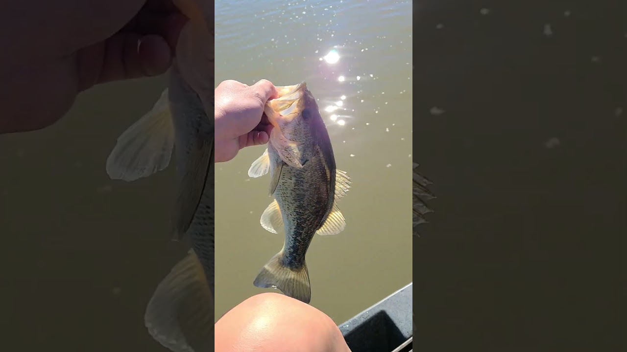 #deltafishing