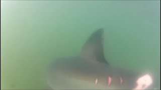 Sharkpark 2020 Specimen Of Interest. Continued Monitoring