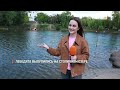 Лебедята вылупились на столичном озере