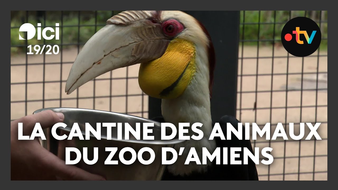 Portes ouvertes : dans les coulisses de la cantine des animaux du zoo d'Amiens