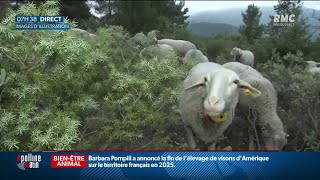 Des nouvelles rassurantes des 7000 moutons coincés par la neige dans le col du Glandon en Savoie