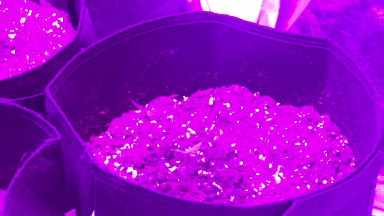 CLOSET GROW DAY 5 | Cannabis Nation GROWING WEED IN 4K