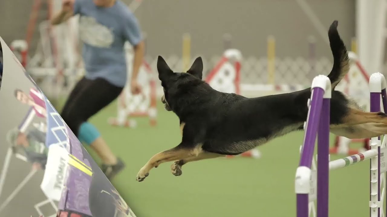 Zephyr Inevitable 2022 AKC World Team Tryouts YouTube
