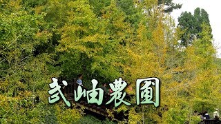 武岫農圃+銀杏森林+大崙山觀光茶園