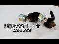 ビール箱×2なねこ。-2 beer boxes and Maru.-