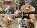 Violettrandiger Schleimkopf | Cortinarius balteatus | Cortinarius tomentosus | Cortinarius subopimus