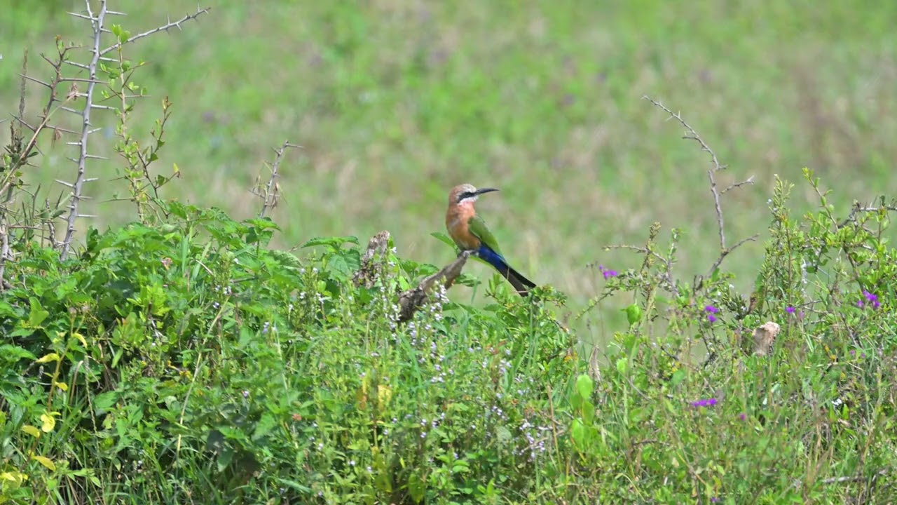 White-fronted Bee-eater (Merops bullockoides) - Lake Nakuru (Kenya) 3-9-2025