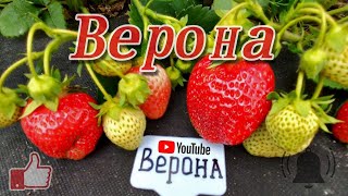 ВЕРОНА. Вкус холодного фруктового сока.