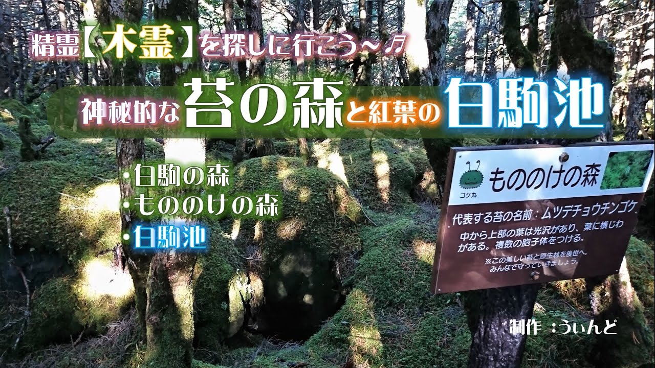 精霊『木霊』を探しに行こう～♬【神秘的な苔の森と紅葉の白駒池】＃こだま＃苔の森 - YouTube