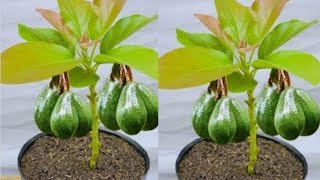 Simple method propagate AVOCADO Tree using Aloe Vera to Grow faster 100%