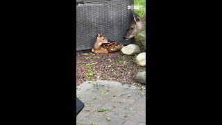 Deer shows off baby to human friend