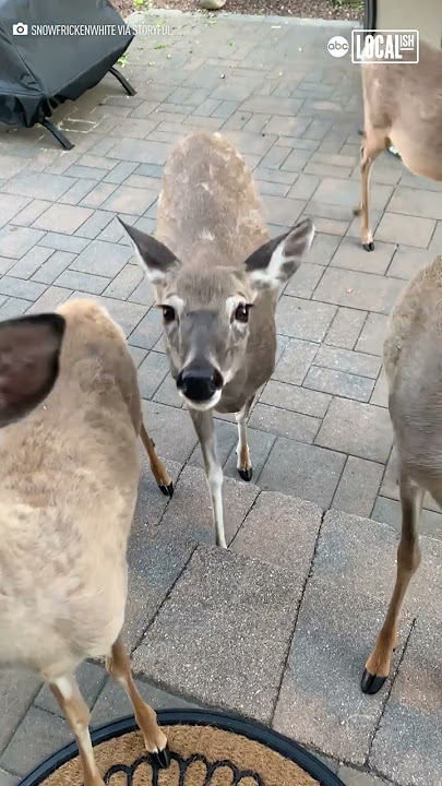 Do Deer Whistles Work? 