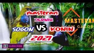 sogon vs konin tarung masteran jos cocok buat pancingan