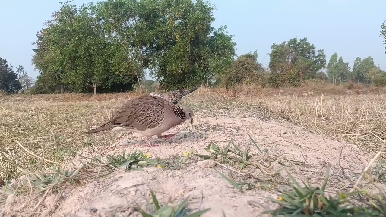 Suara pancingan derkuku siang hari...sangat ampuh#pikatanburung #derkukul #terkukur #tekukurliar 