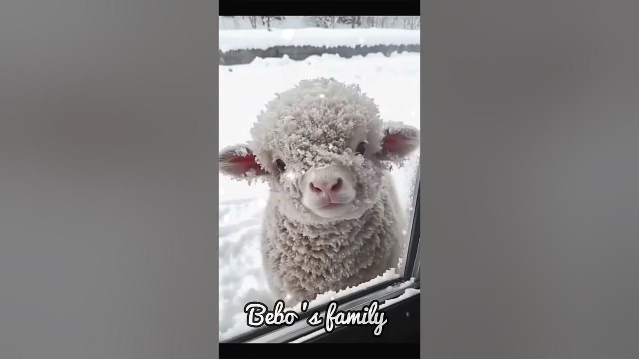 This smiling baby alpaca will melt your heart even on the coldest