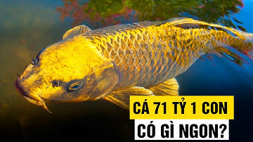 71 Tỷ Đồng/ 1 Con - Kỷ Lục Loài Cá Đắt Nhất Thế Giới, Nhiều Đại Gia Cũng Chưa Chắc Mua Được.