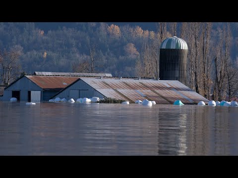 B.C. farmers band together to care for animals left behind amid flooding