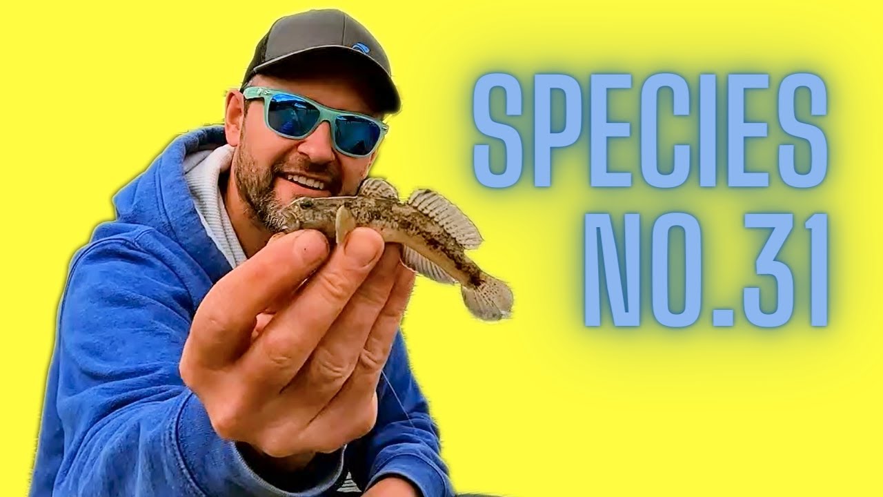 The Great Goby Hunt - Species Number 31!