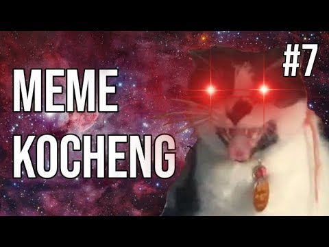 kocheng-vs-hooman?!-meme-kucing-#7