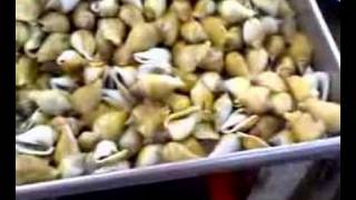 Siputsnails At The Market