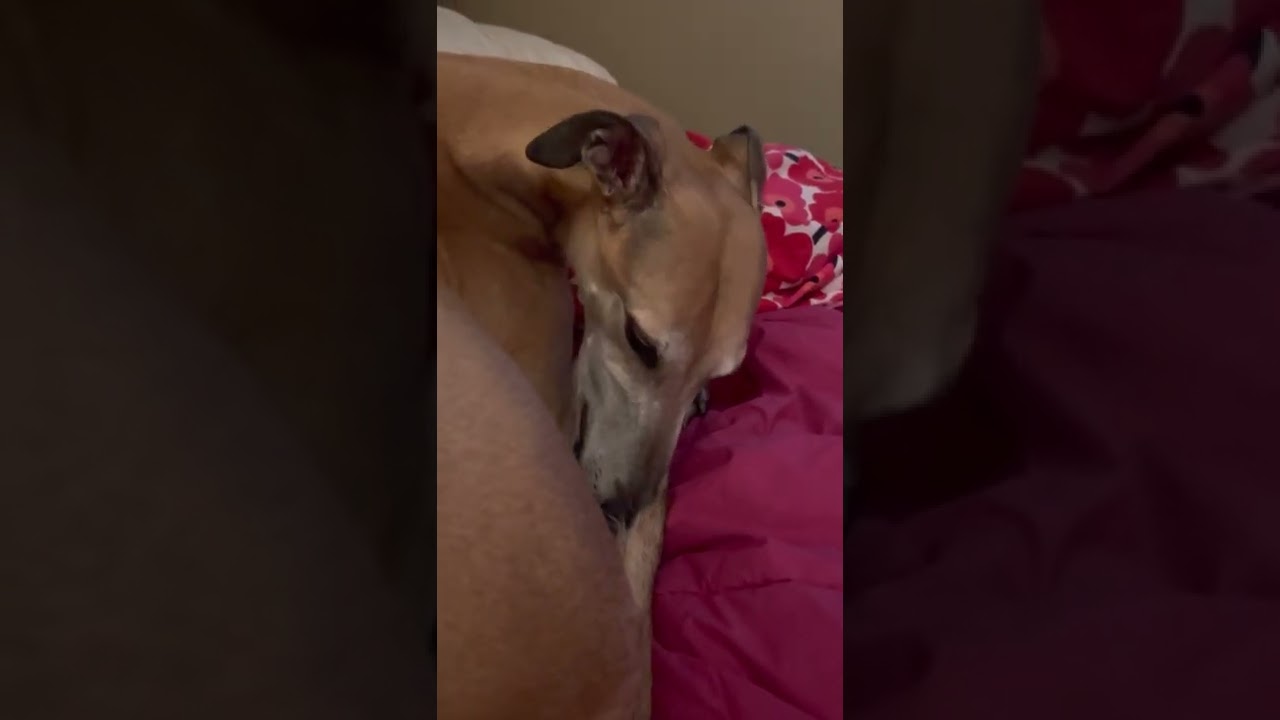 Greyhound dog licking ASMR YouTube