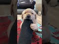 That’s my foot buddy… 🤣🤣 #puppy #funny #shorts