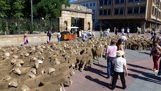 Somos Trashumantes de Soria a Oncala 2016