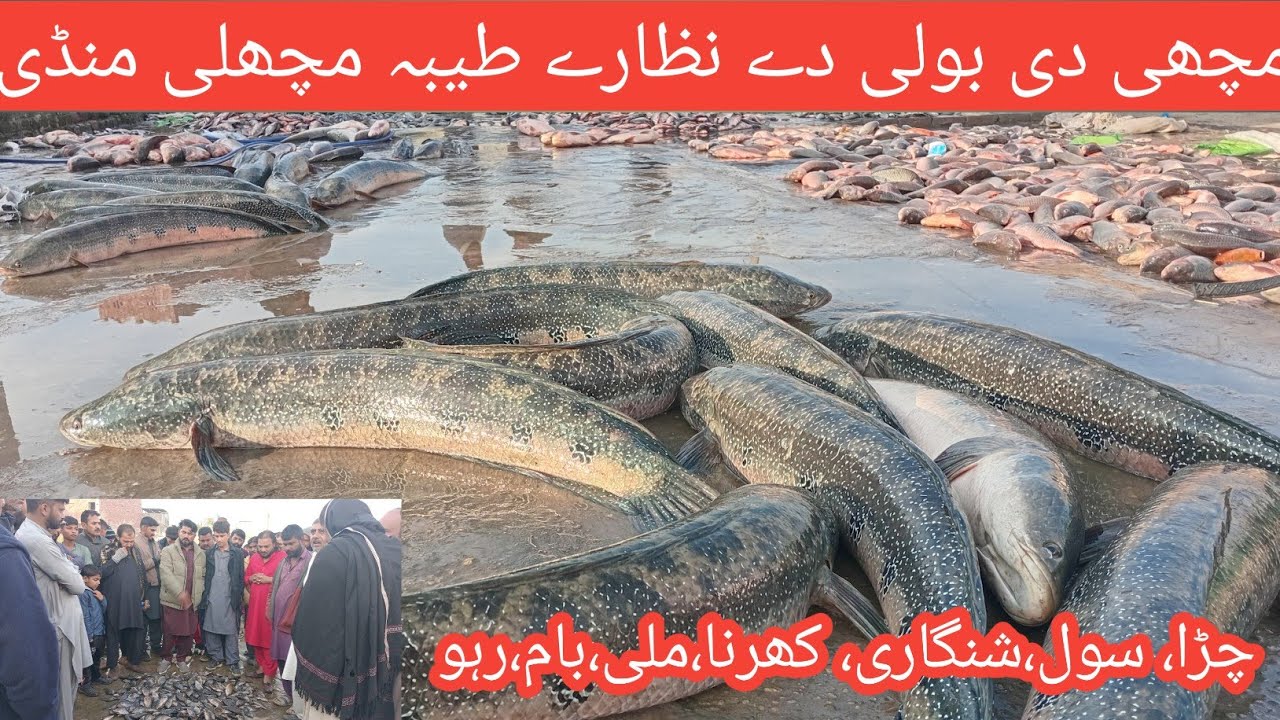“Pakistan Fish Market Today | Fresh Fish Rates & Live Bidding”