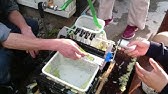 タケノコ自動皮むき機 自作 Youtube タケノコ自動皮むき機 自作 Youtube