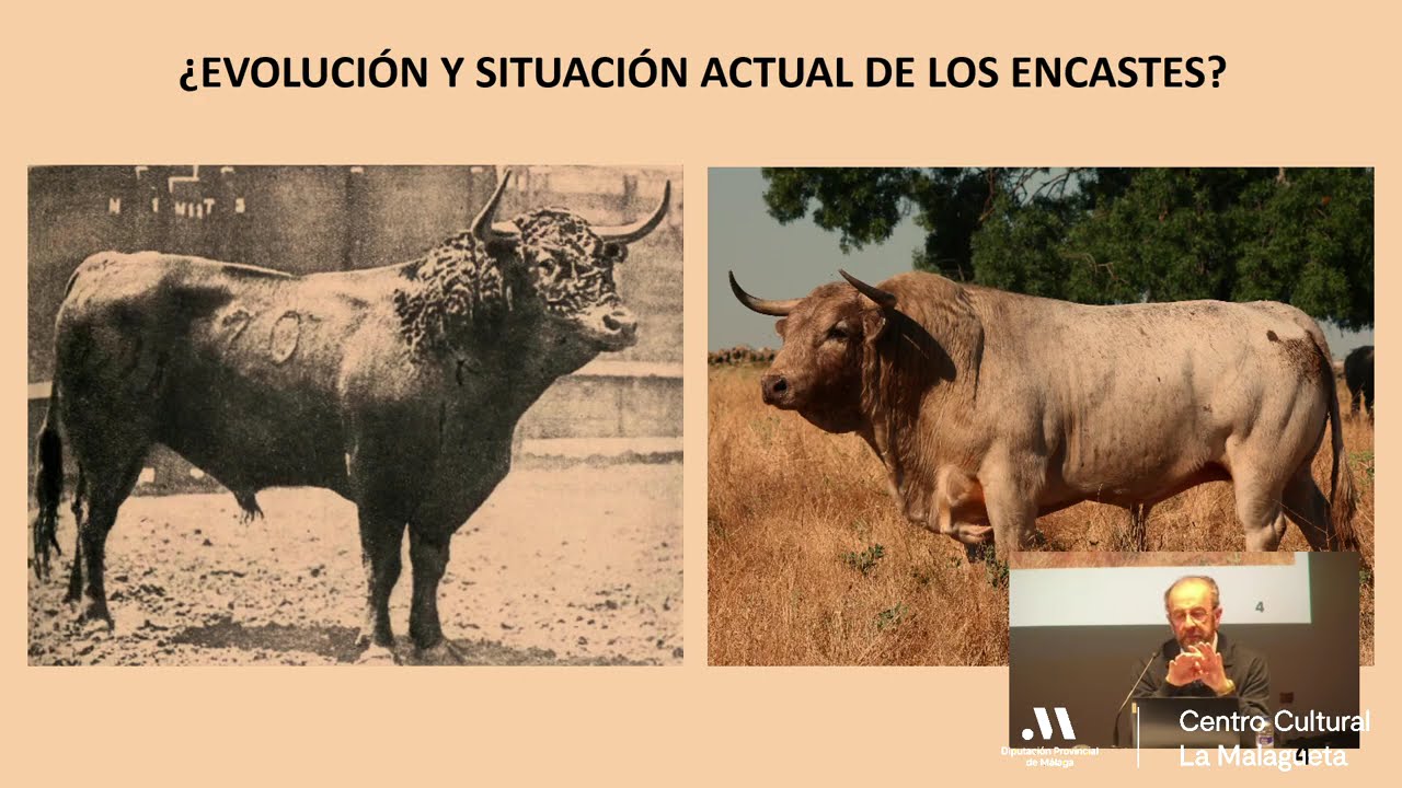 Encastes Minoritarios. Evolución y actualidad.-José  L. Prieto Garrido. XIV Asamblea Nac. de ANPTE