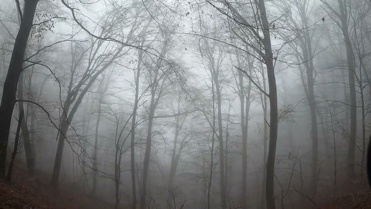 A walk through a foggy forest