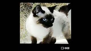 Why do Siamese cats change color?
